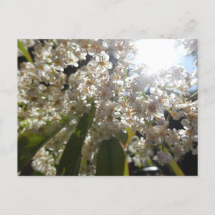 Sunny White Laurel Flowers do-it-yourself carte po