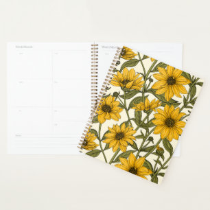 Sunroot, tournesol sauvage sur blanc