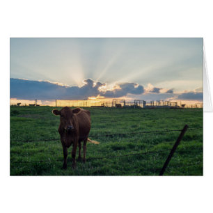Sunset de la ferme de bovins
