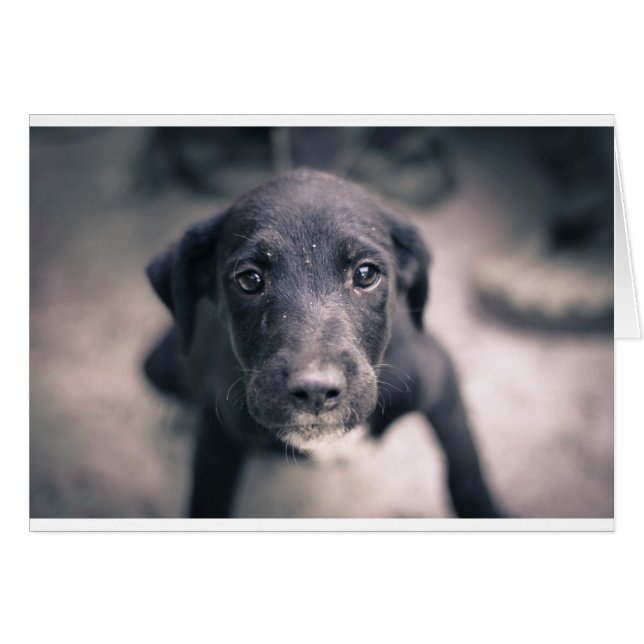 Super mignon Chien Chien Chien (Devant horizontal)