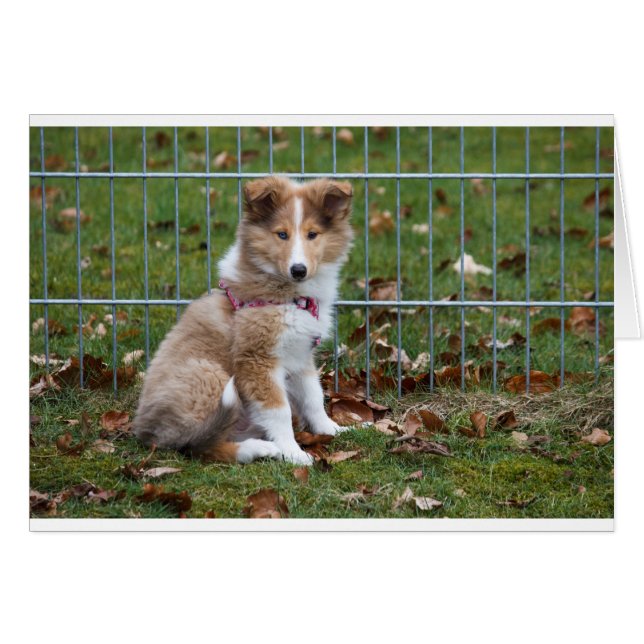 Super mignonne Collie (Devant horizontal)