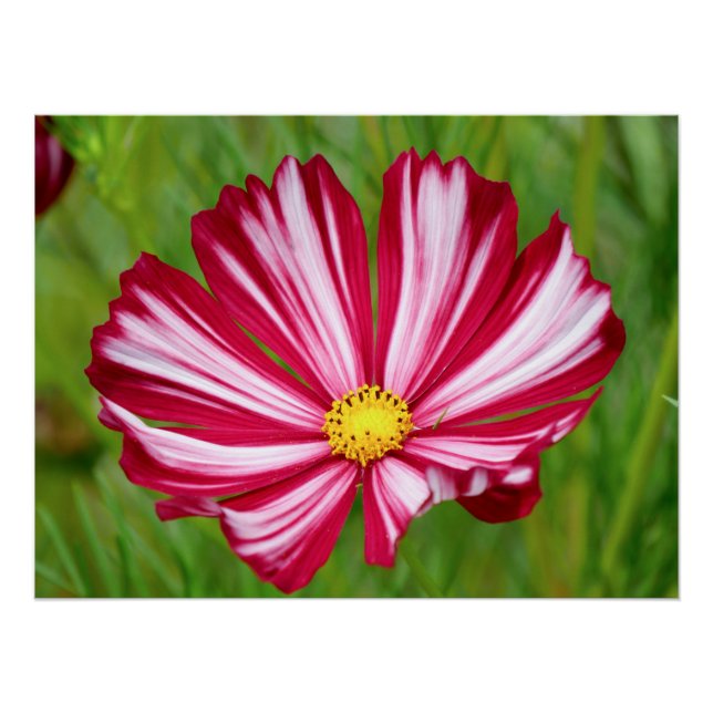 Superbe affiche de fleurs de cosmos rouge et blanc (Devant)