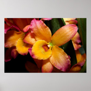 Superbe affiche d'orchidée exotique