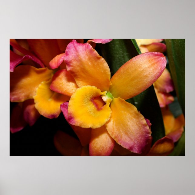 Superbe affiche d'orchidée exotique (Devant)