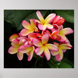 Superbe affiche rose et plumeria jaune
