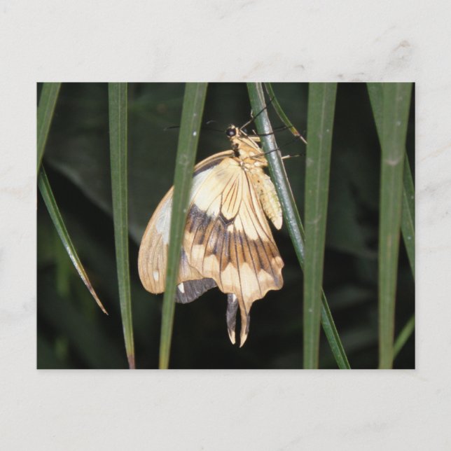 Superbe carte postale Moth (Devant)
