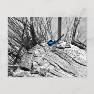 Superbe Carte postale Oiseau Bleu Fairy