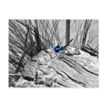 Superbe Carte postale Oiseau Bleu Fairy