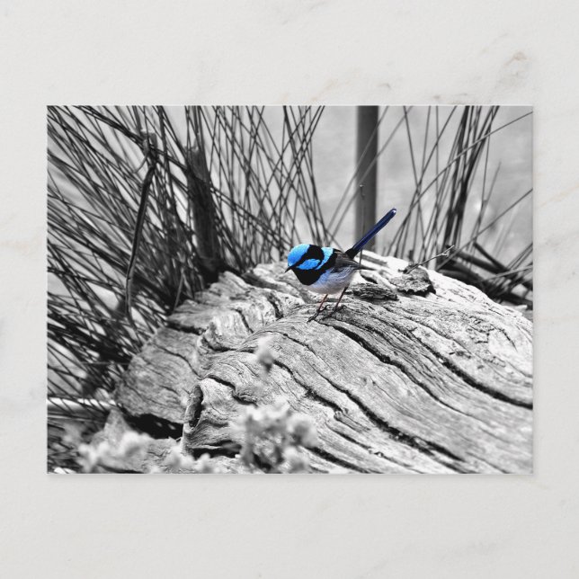 Superbe Carte postale Oiseau Bleu Fairy (Devant)