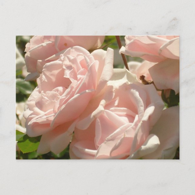 Superbe carte postale Rose (Devant)