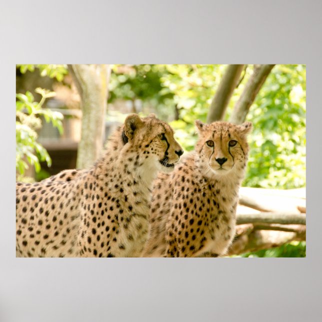 Superbe Cheetah Belle Poster Photo Chat (Devant)