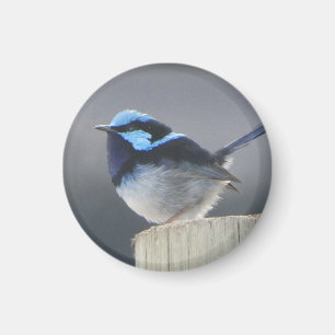 Superbe Fairywren Magnet pour les amateurs d'oisea