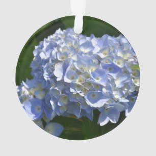 Superbe Hydrangea Bush à fleurs bleues claires