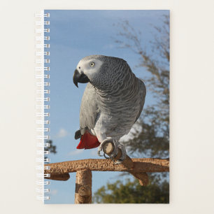 Superbe perroquet gris africain