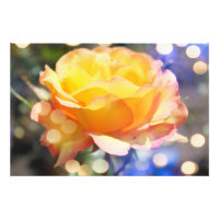 Superbe rose jaune fleur. Photographie florale