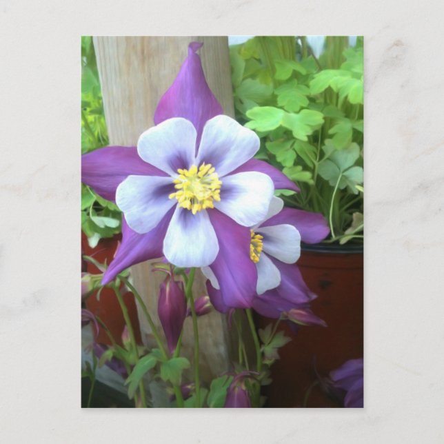 Sur la carte postale (Devant)