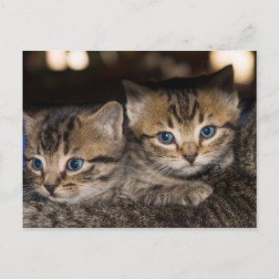 Sur la carte postale arrière de maman