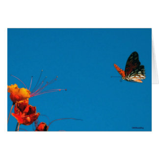 SUR LA FINALE COURTE le 2 novembre 06 3