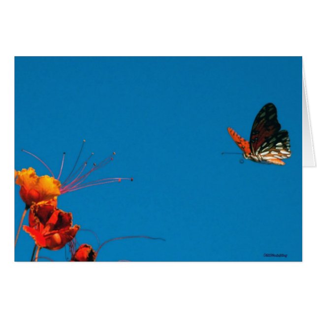 SUR LA FINALE COURTE le 2 novembre 06 3 (Devant Horizontal)