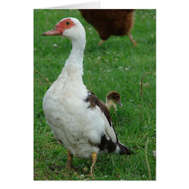 Sur le canard de recherche toutes les occasions (Devant)