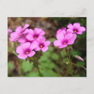 Sur ma carte postale