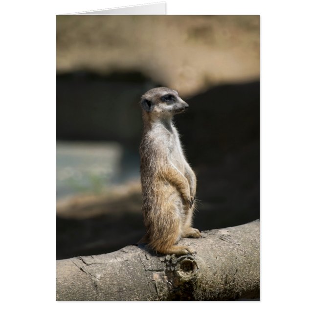 Suricate (Devant)