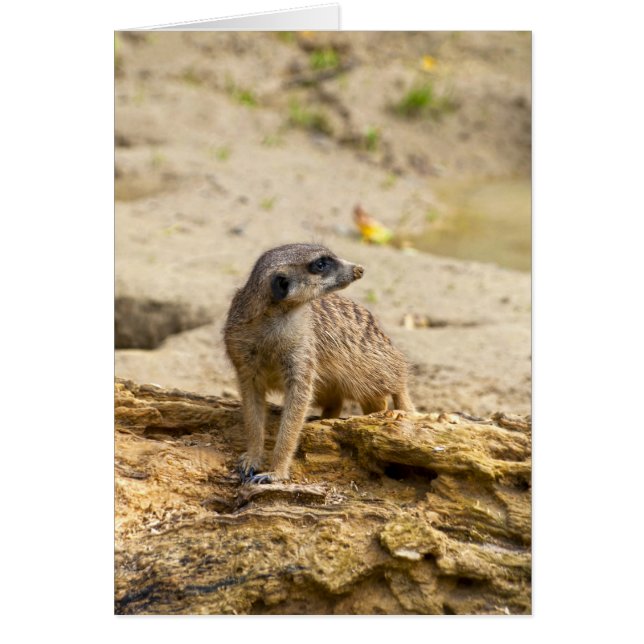 Suricate (Devant)
