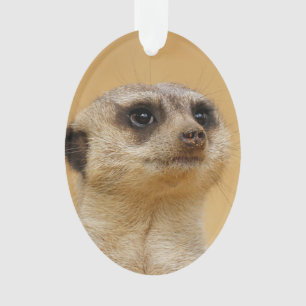 Suricate 2014-1101