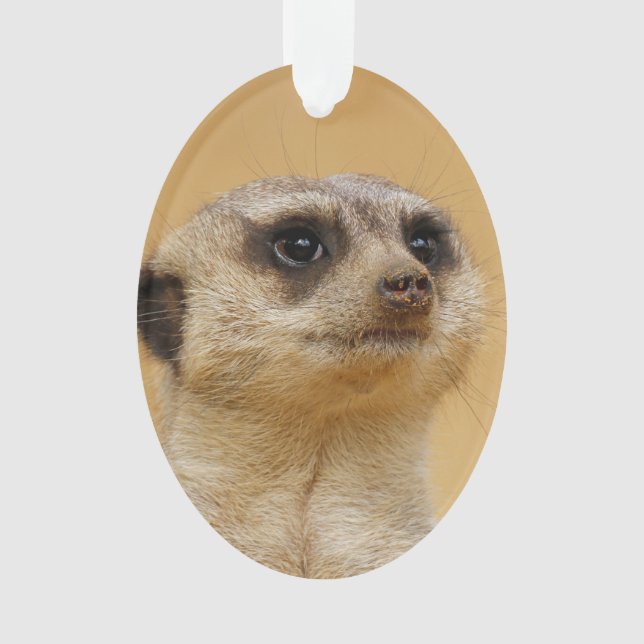 Suricate 2014-1101 (devant)