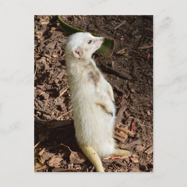Suricate Blanc Debout, Carte Postale (Devant)
