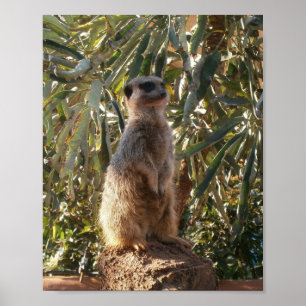 Suricate et grandes feuilles vertes, Affiche