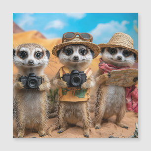 Suricates déguisés en touristes avec des appareils