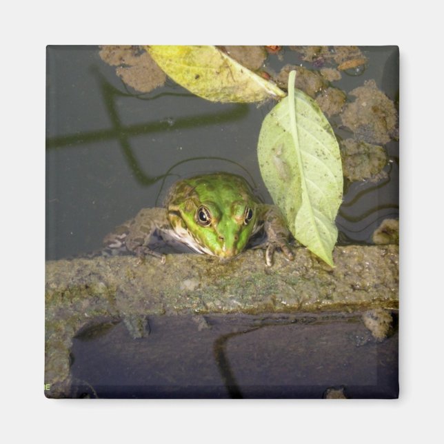 Surveillance de la grenouille, aimant (Devant)