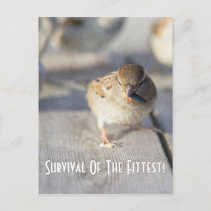 Survie De La Carte Postale Fittest