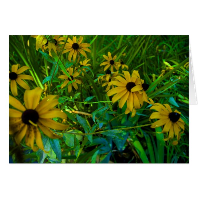 Susans Noir-Eyed (Devant horizontal)