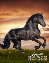 Friesian Horse