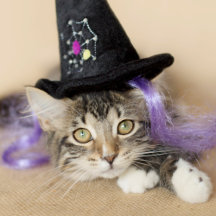 Spooky and Silly Halloween Fur Friends