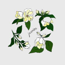 jasmin