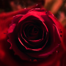 Notebooks/Journal & Sketchbook 