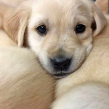 For Puppy Raisers - Customize!