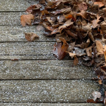 Fall Leaves with Snow