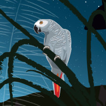 Affrican Gray Parrot