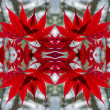 Maple Leaf Collection