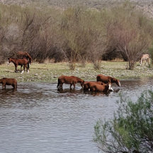Salt River Wild Horses, Arizona