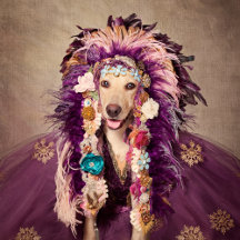 Shelter Pets Project - Catori