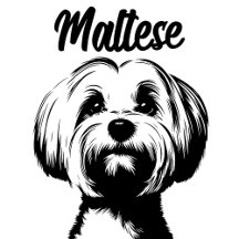 Maltese Dog