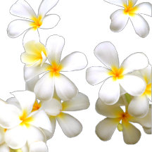 hawaiian plumeria flower white