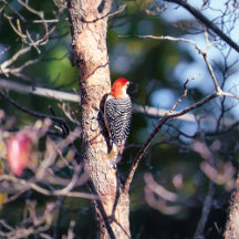Woodpeckers 