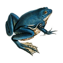 Frogs - Vintage Illustrations