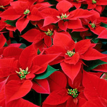 Red Poinsettia Holiday Collection